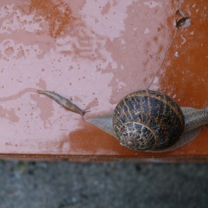 caracol e hijo