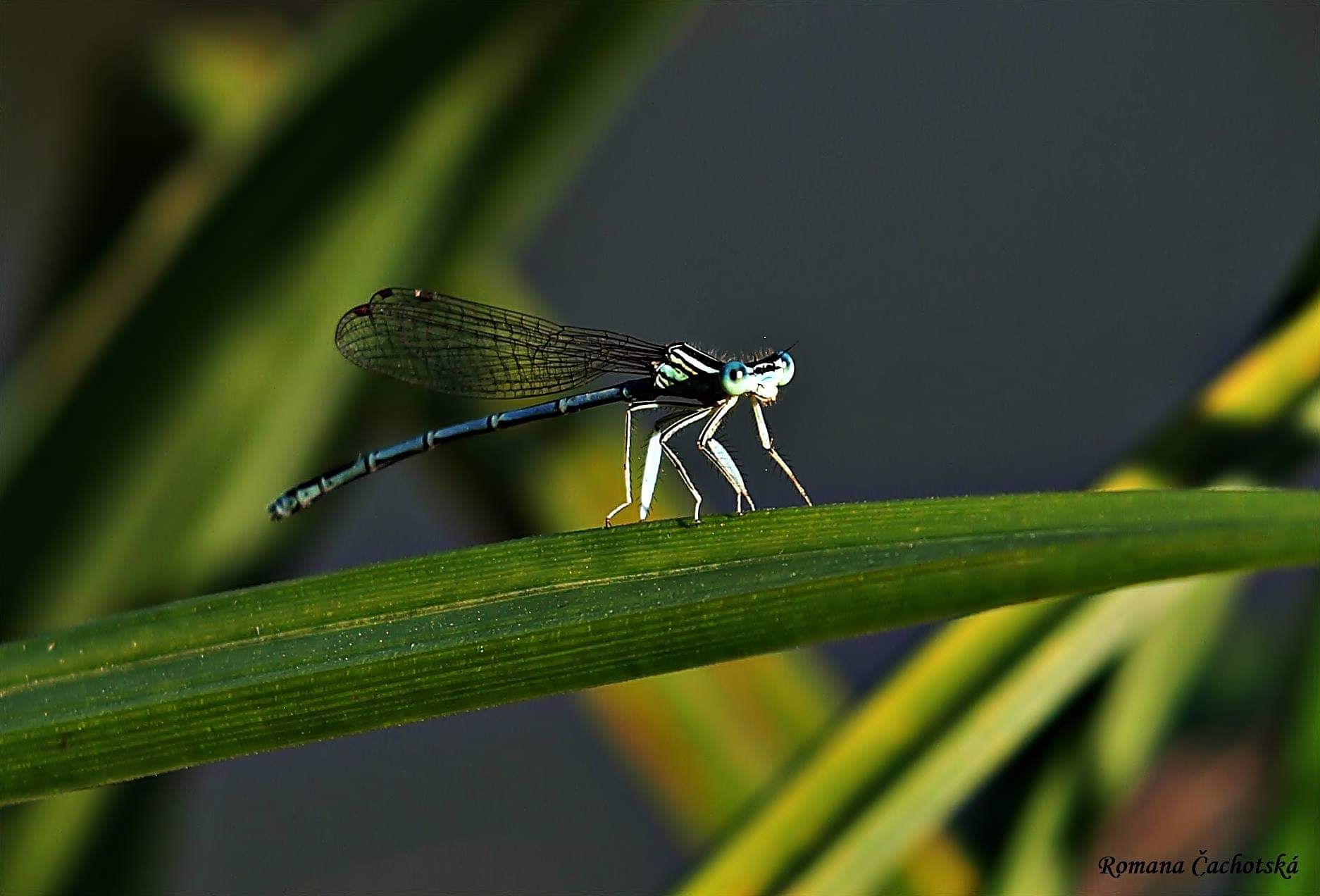 11004520_1008907835805120_8370492803259627679_o