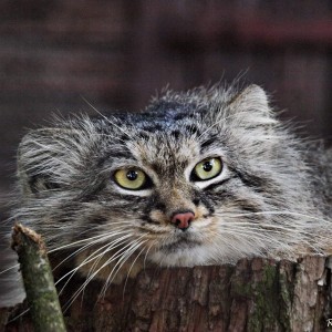 10379988_691928860854705_8828730101474797871_o