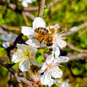 Spring