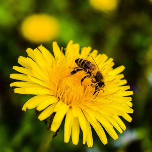 Bee