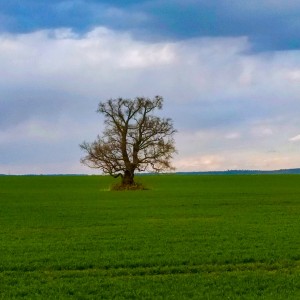 Strom samotář