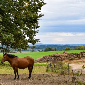 Vysočina