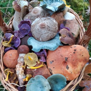 Mushroom picking