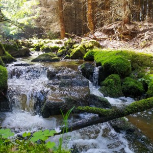 Czech nature?