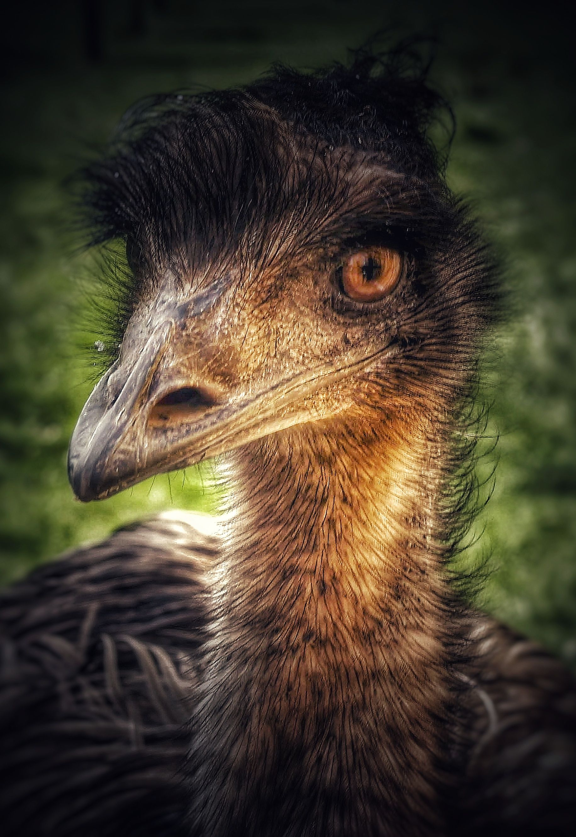 Emu