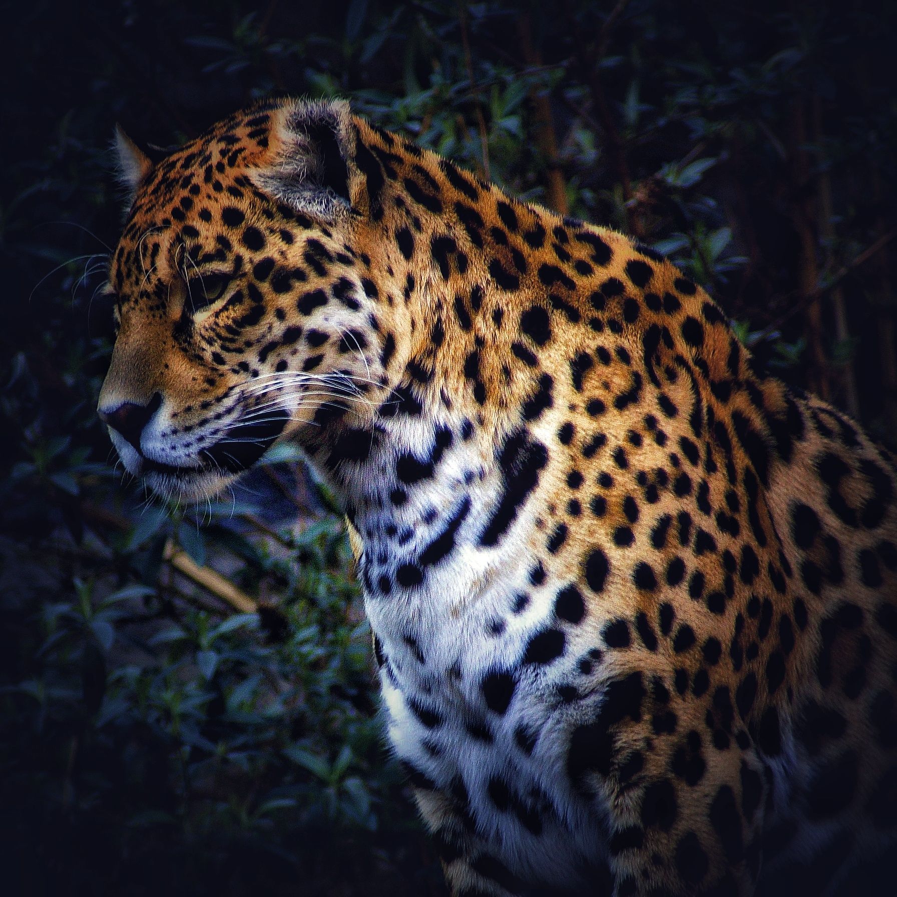 Leopard
