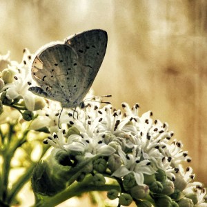 _SAM4567-01