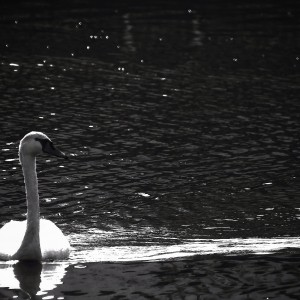 IMG_8513-01-01