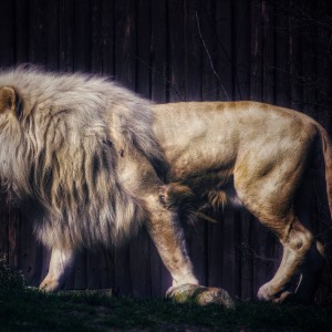 King