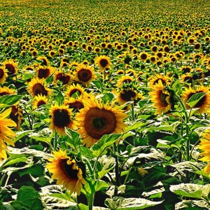 More slnečníc