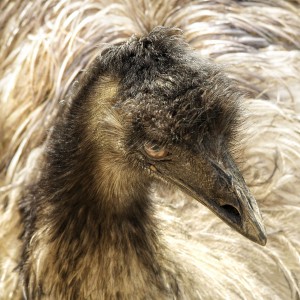 Emu