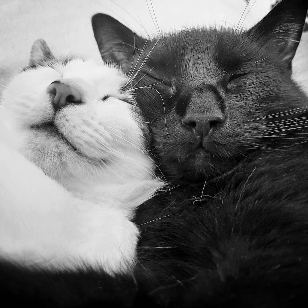 inbound2689610257273286167