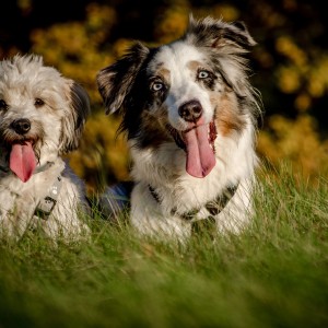 Molly + Bailey