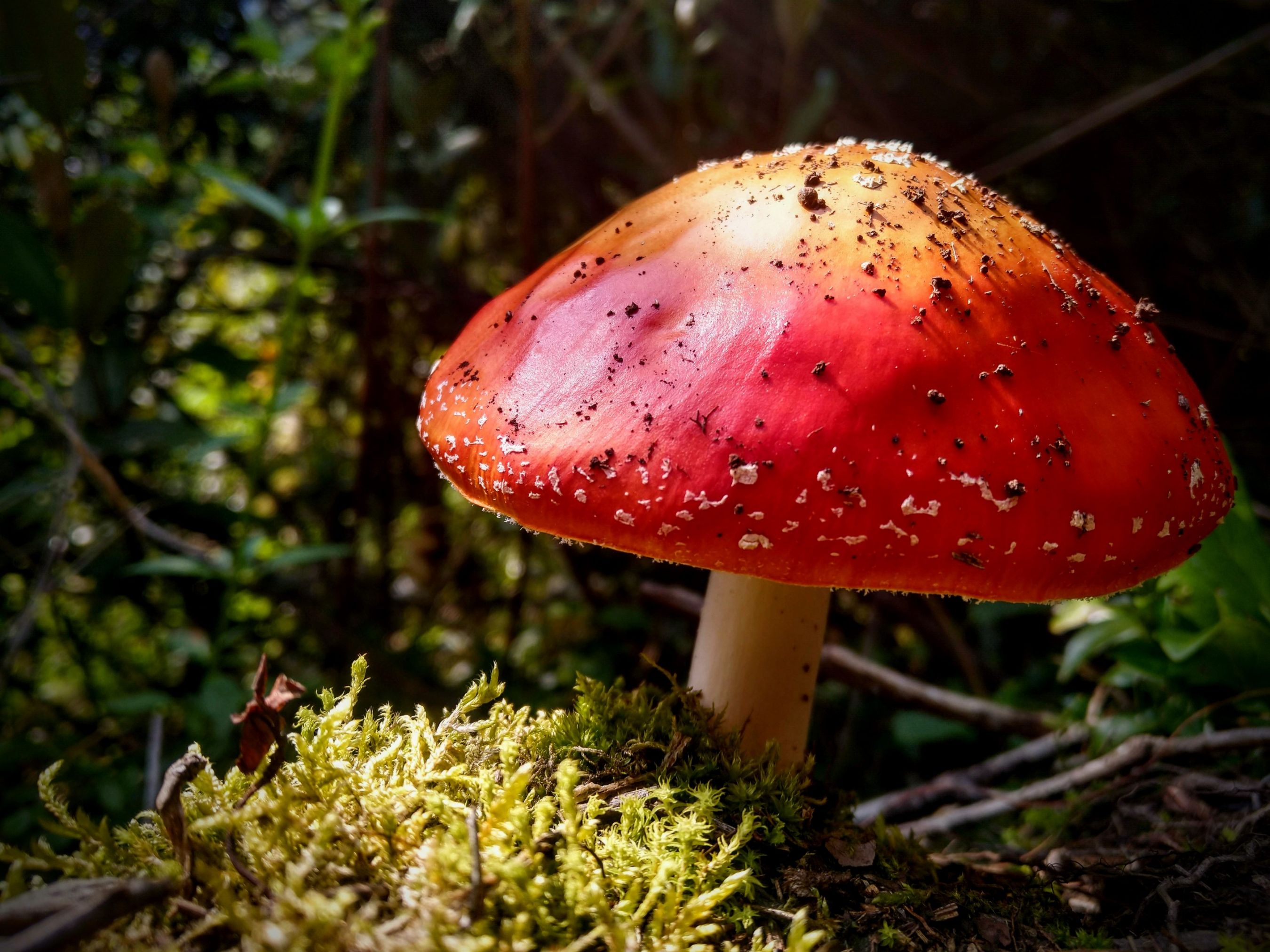 amanita m.