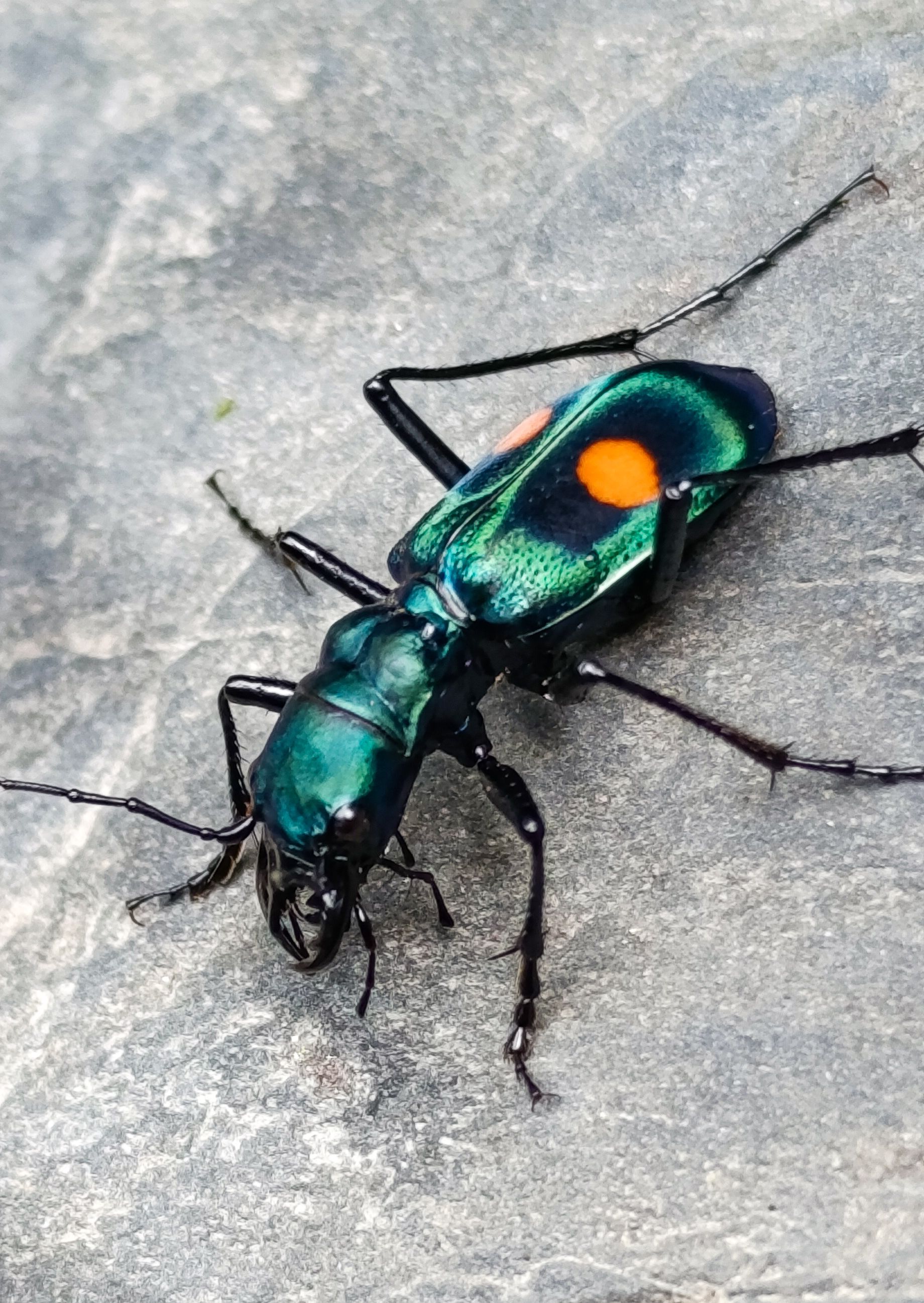 Escarabajo