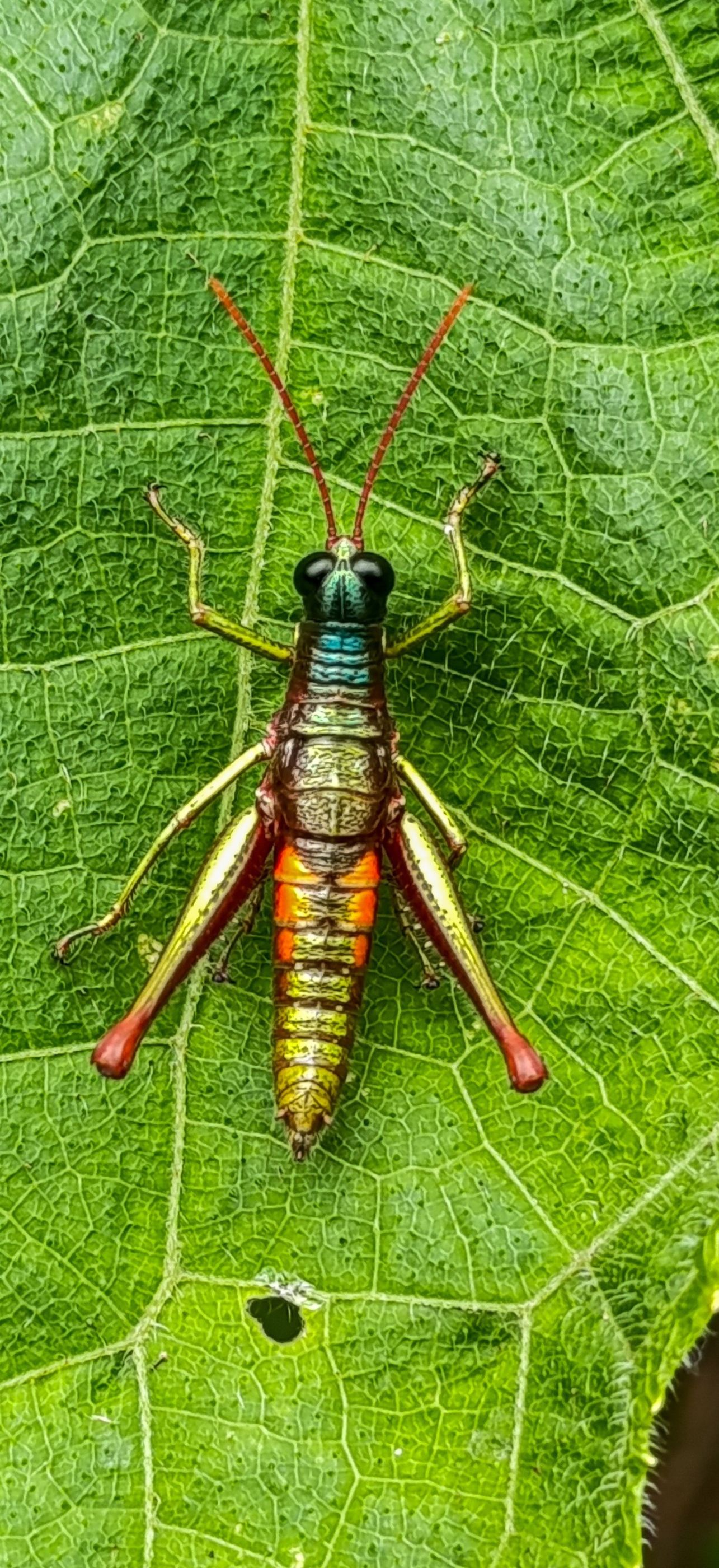 Gillo payasito