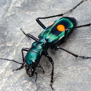 Escarabajo