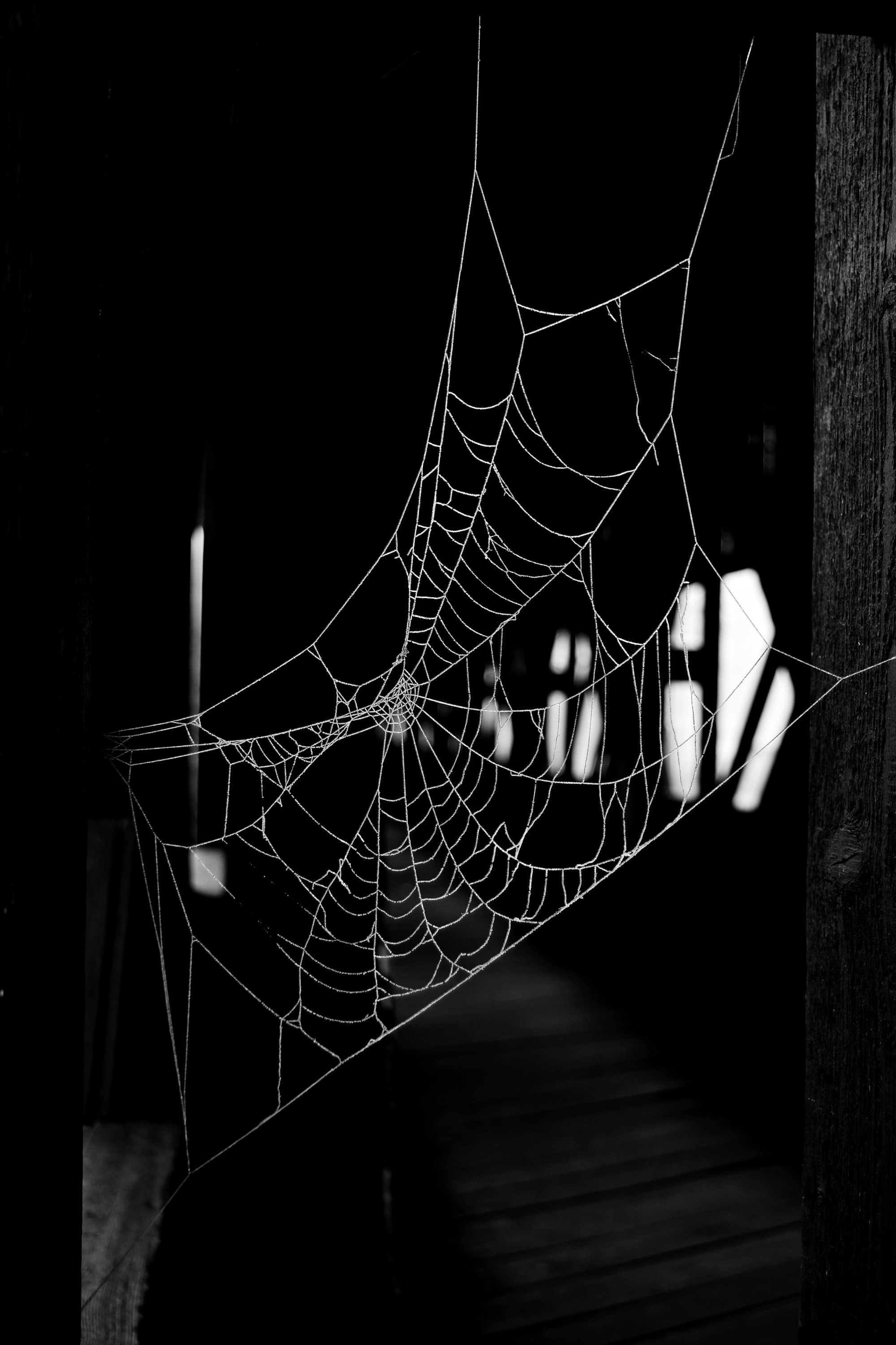 spiderweb