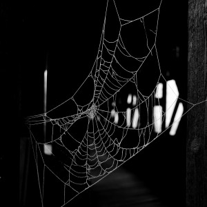 spiderweb