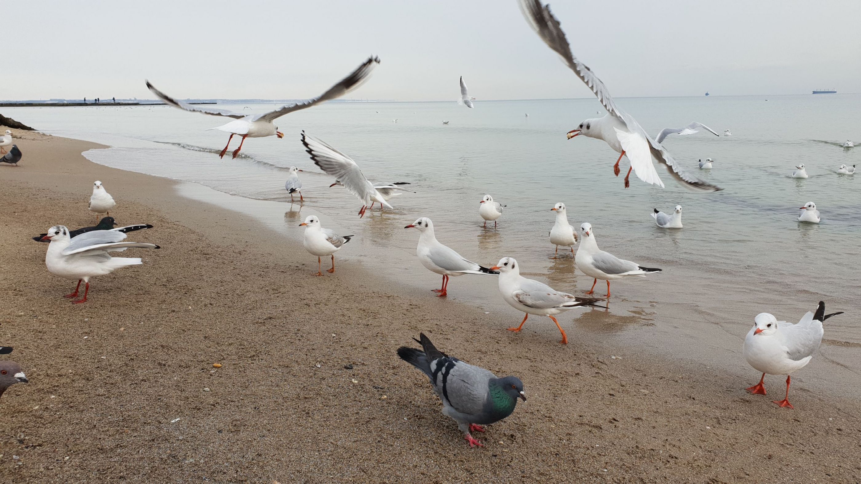 otrada beach birds
