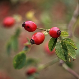 IMG_0885-01