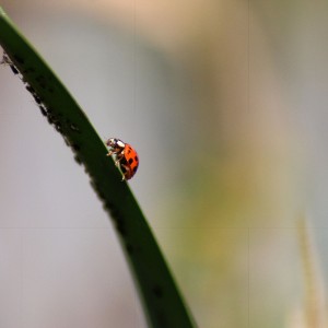 IMG_1196-01