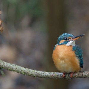 Ledňáček říční...létající drahokam naší přírody