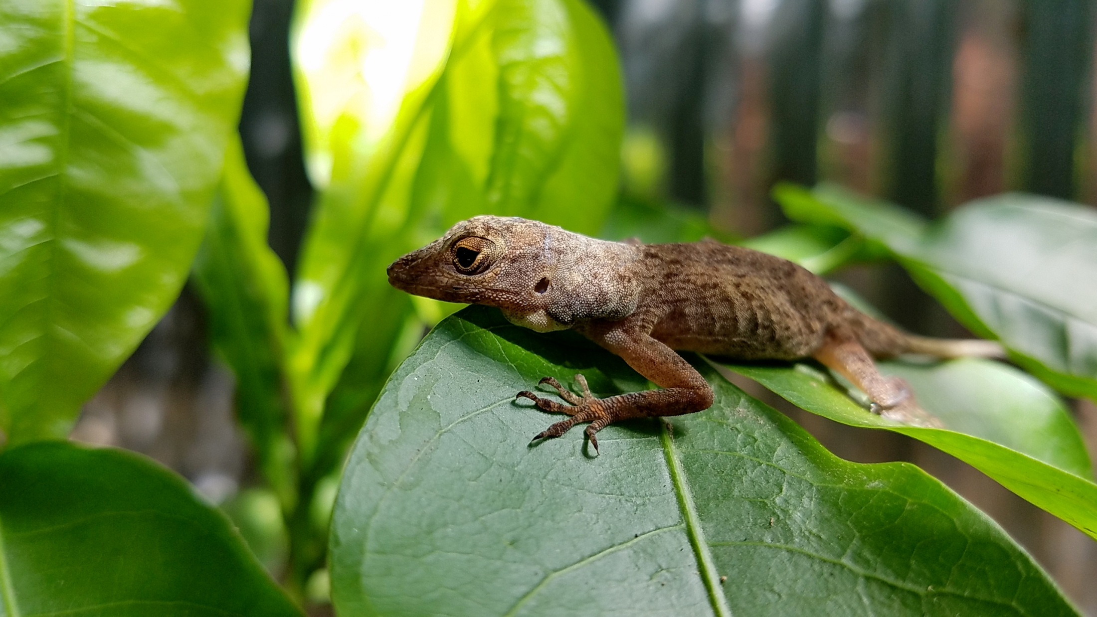 Lagarto procedente de la región Sur de República Dominicana, autor Sendy Mercedes