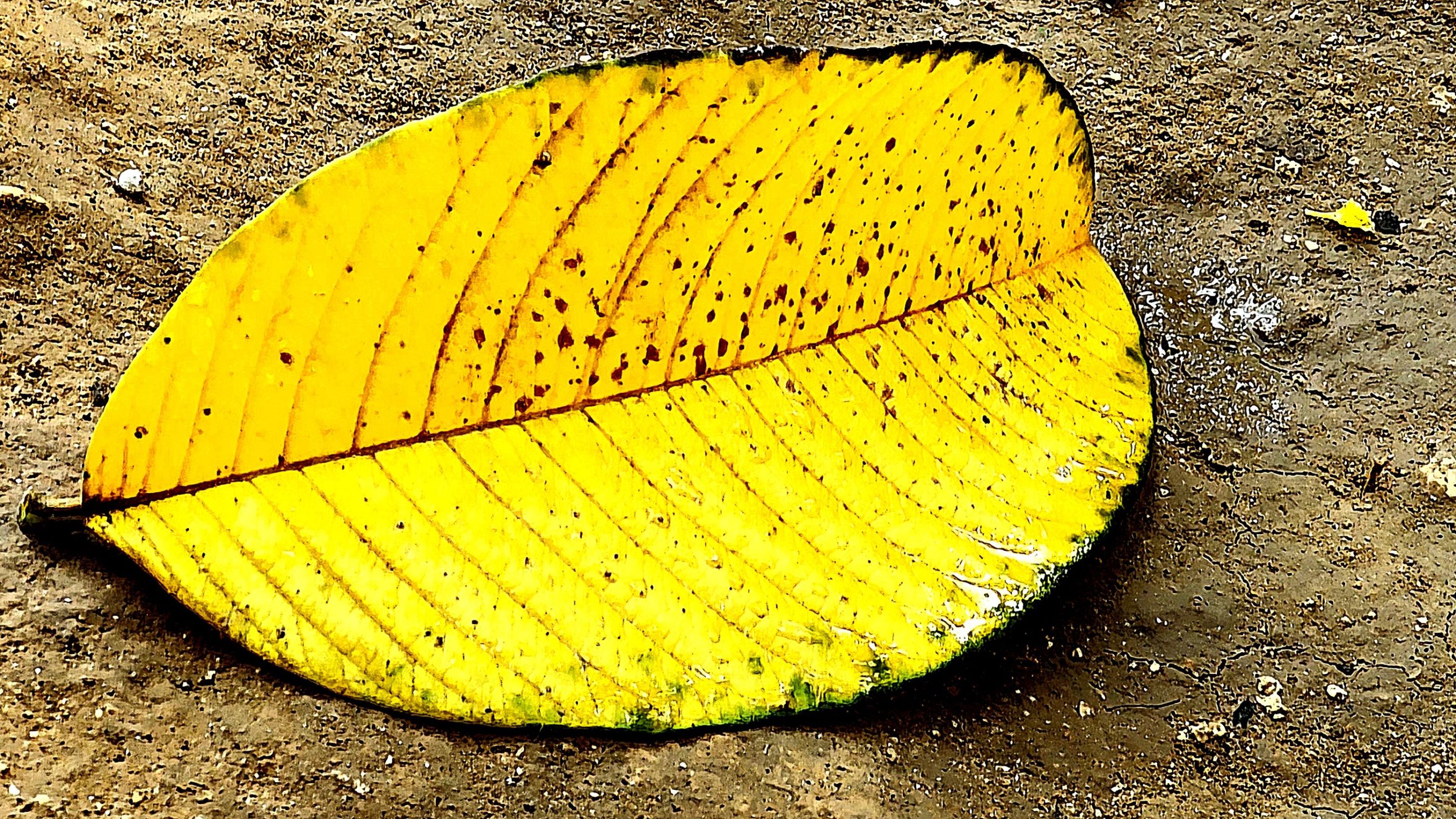 Hoja de Guayaba