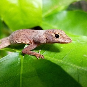 Lagarto