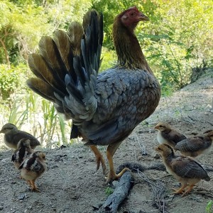 Gallina y Sus Pollitos