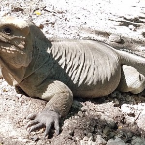 Iguana Rinoceronte