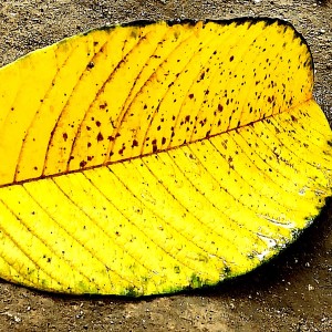 Hoja de Guayaba