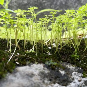 inbound3784270751693350791