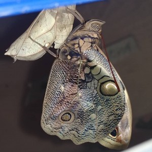 CALIGO
