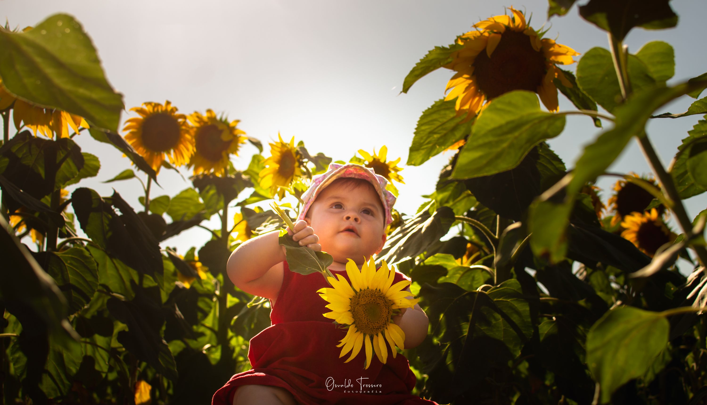 girasoles