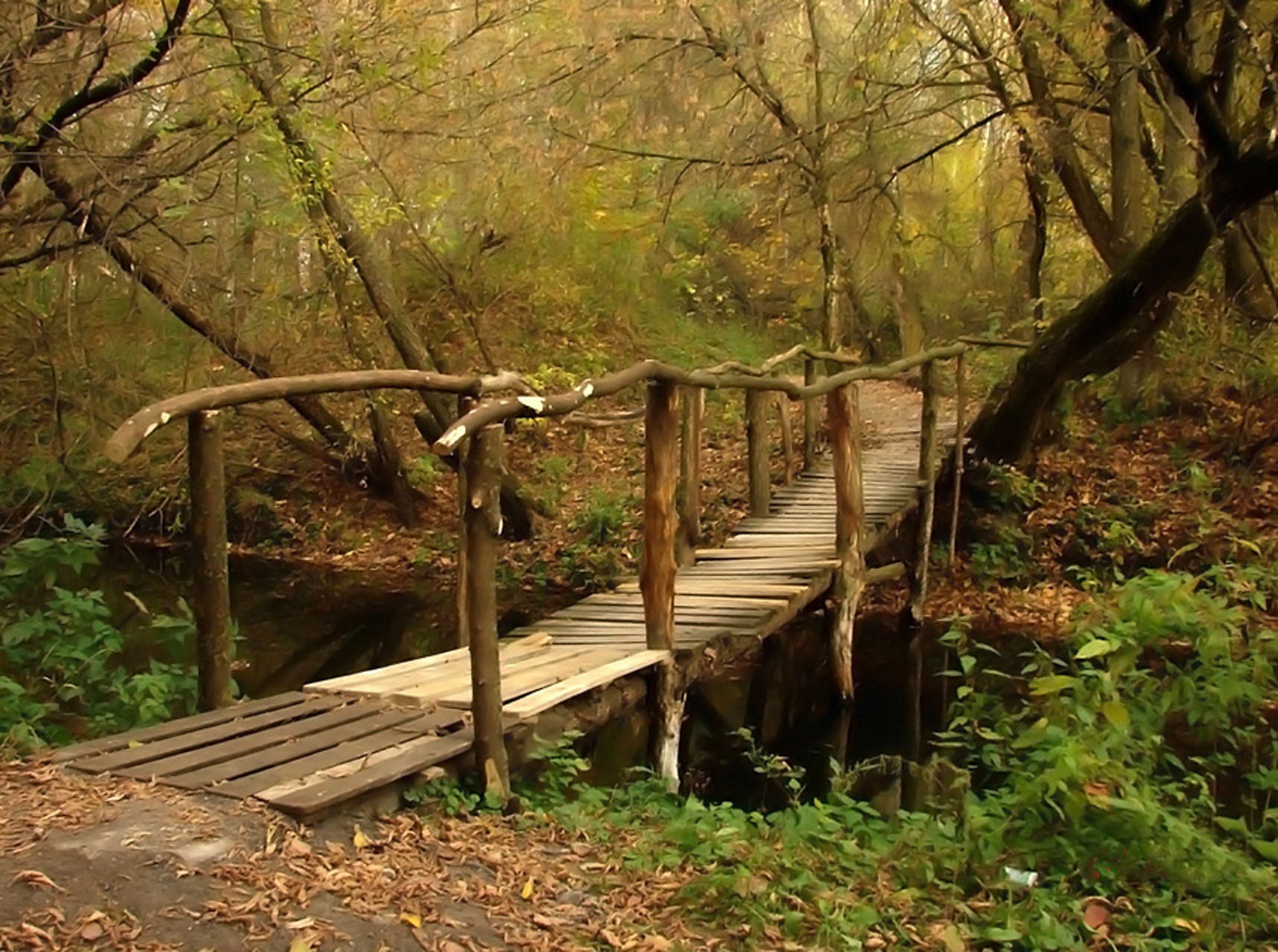 Autumn in the forest