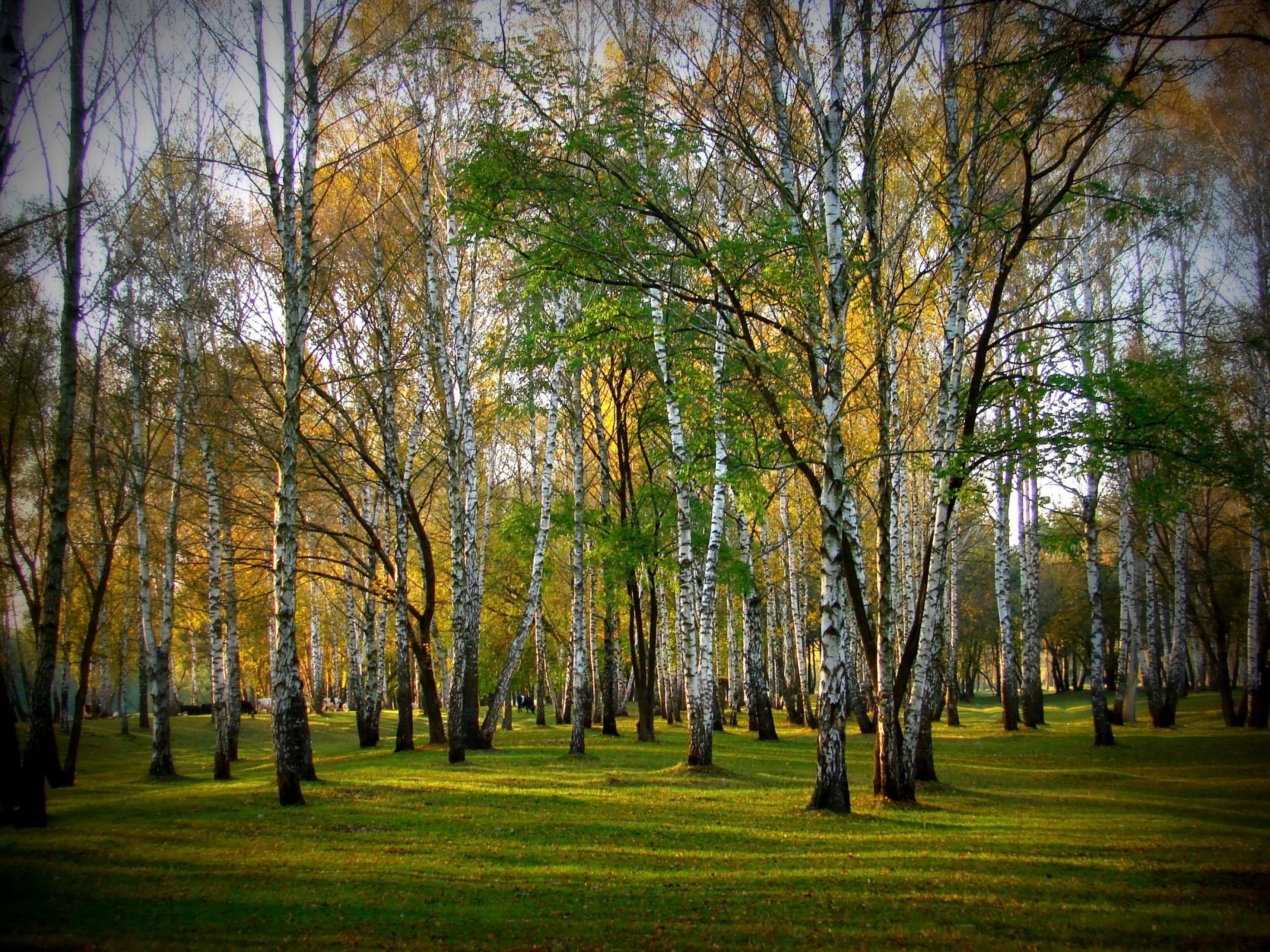 Birch grove