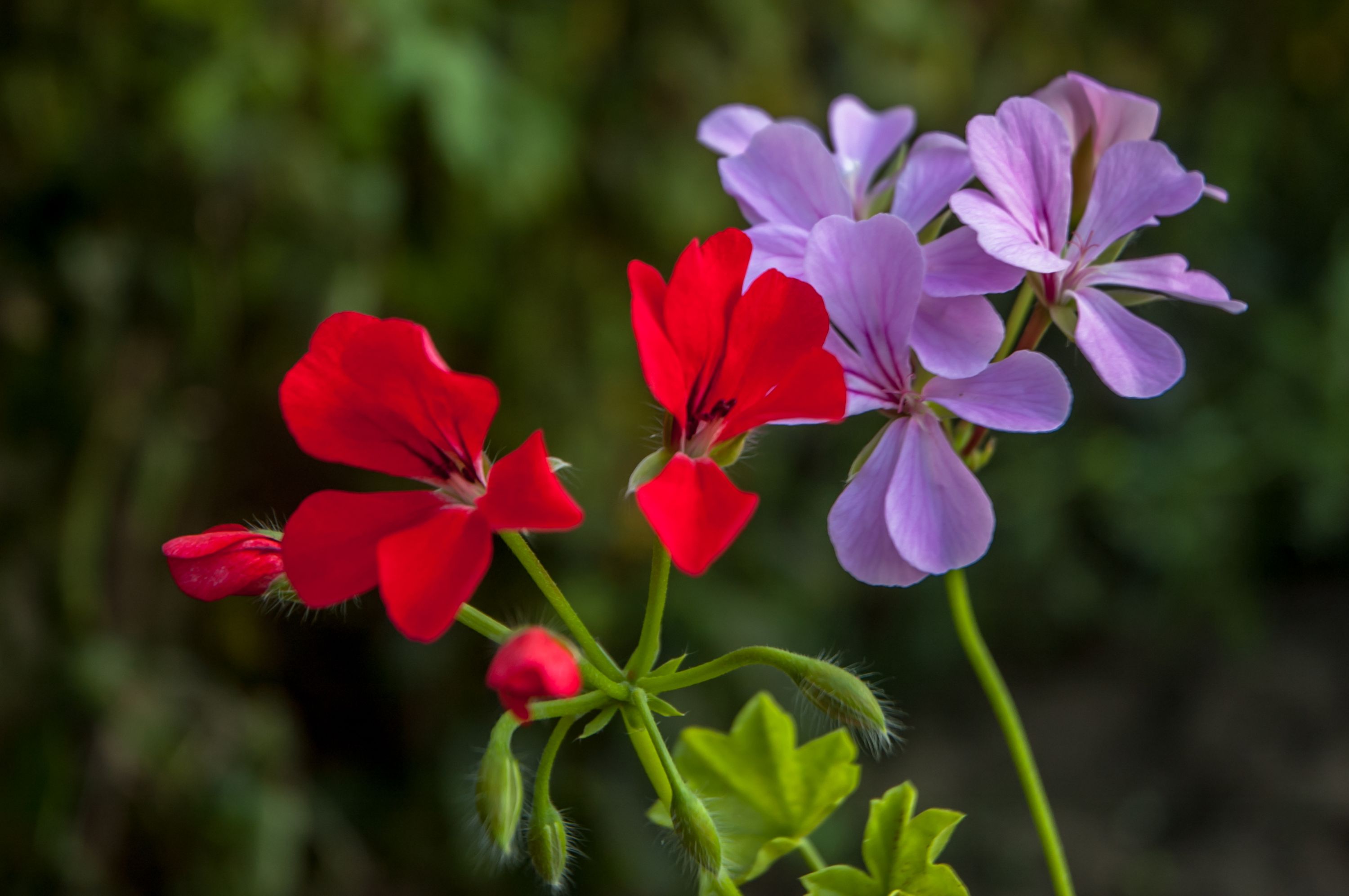 Summer flowers -2