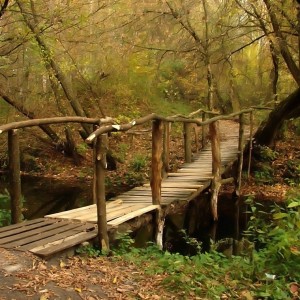 Autumn in the forest