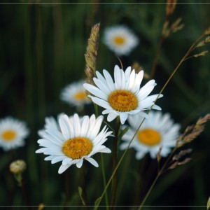 Сhamomile