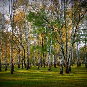 Birch grove