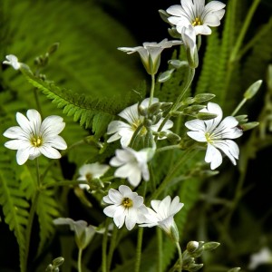 Summer flowers