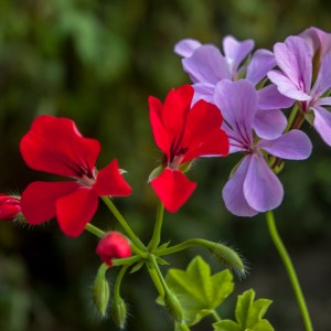 Summer flowers -2