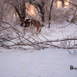 -полет