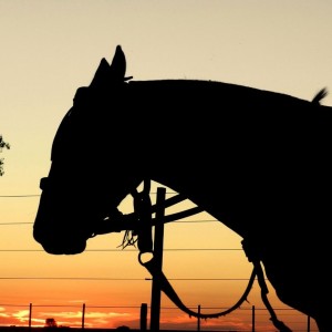 inbound6197911795058347427