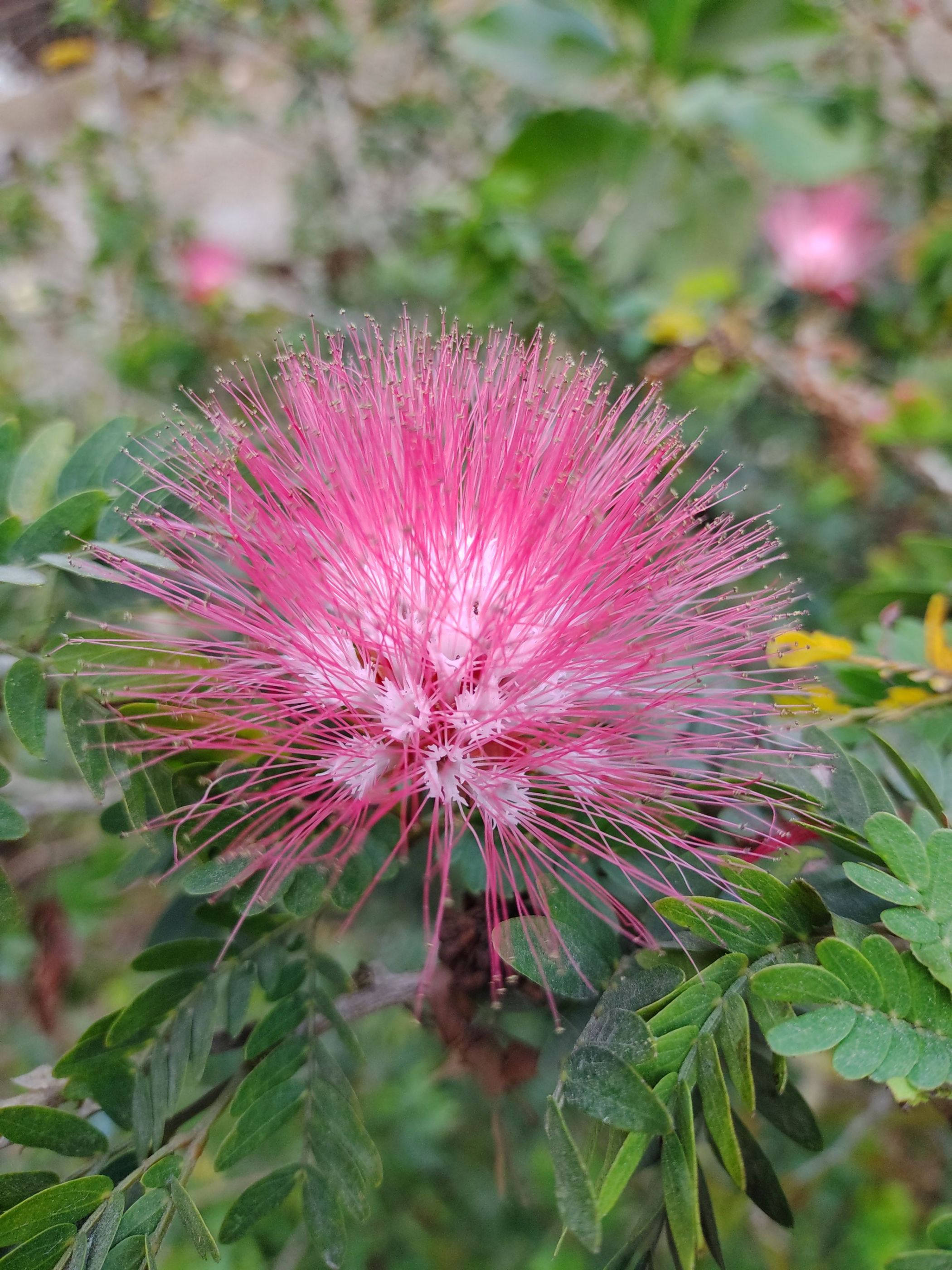 IMG_20210305_172132379