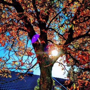 orange tree