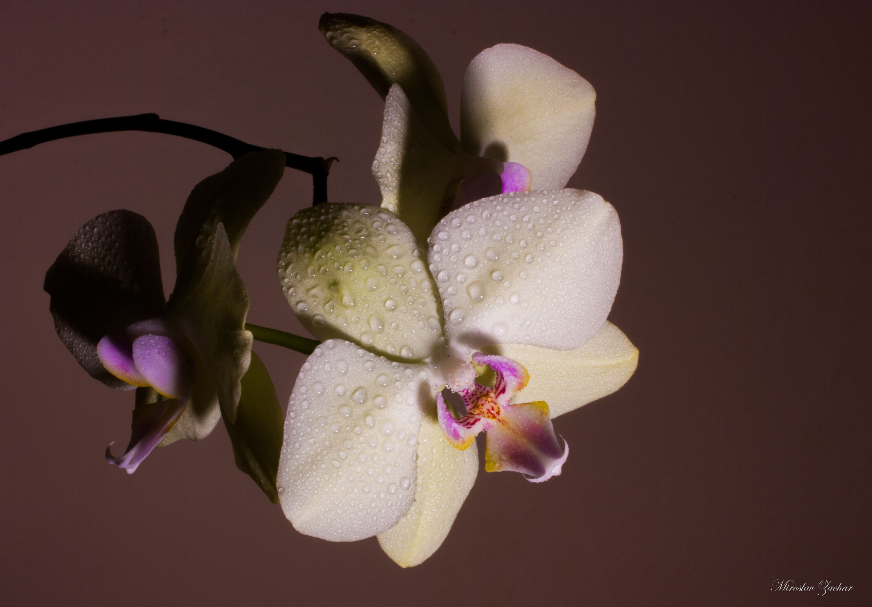 Orchidea 1